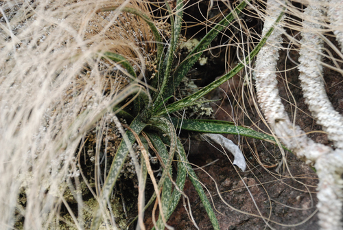 Aloe perrieri, photograph 4
