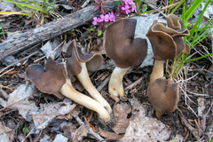 Helvella monachella