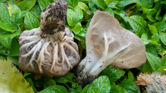Helvella costifera