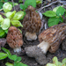 Semifree Morel - Photo (c) Nicolò Oppicelli, some rights reserved (CC BY-NC), uploaded by Nicolò Oppicelli