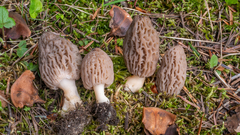 Morchella deliciosa