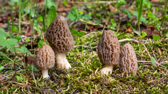 Morchella deliciosa