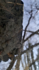 Rana latastei