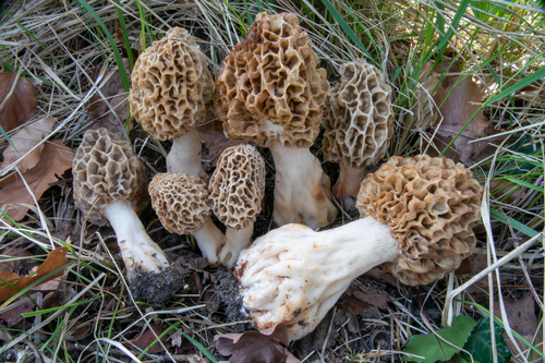 Yellow Morel