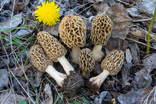 Yellow Morel