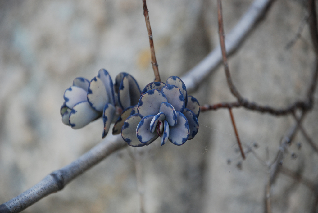 Kalanchoe fedtschenkoi, Ihosy, Madagascar