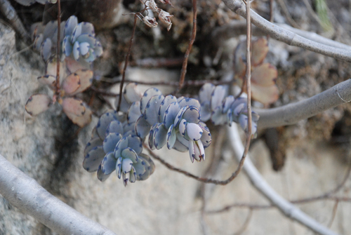 Kalanchoe fedtschenkoi