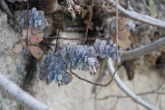 Kalanchoe fedtschenkoi