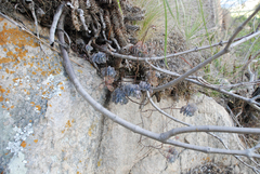 Kalanchoe fedtschenkoi