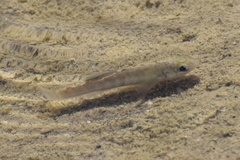 Cyprinodon salinus salinus