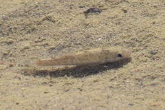 Cyprinodon salinus salinus