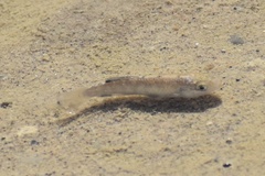 Cyprinodon salinus salinus