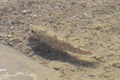 Cyprinodon salinus salinus