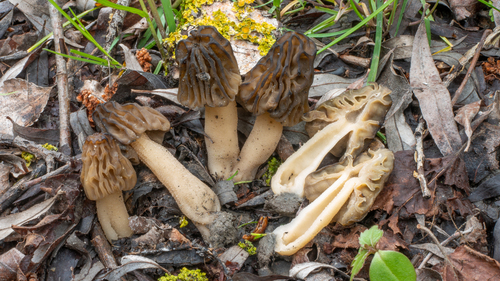 Semifree Morel