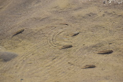 Cyprinodon salinus salinus