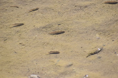 Cyprinodon salinus salinus