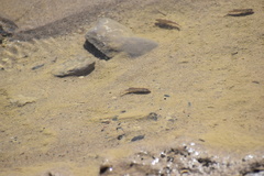 Cyprinodon salinus salinus