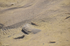 Cyprinodon salinus salinus