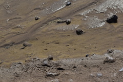 Cyprinodon salinus salinus