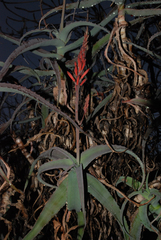 Aloe acutissima