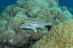 Plectorhinchus lessonii
