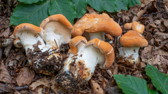 Hydnum magnorufescens