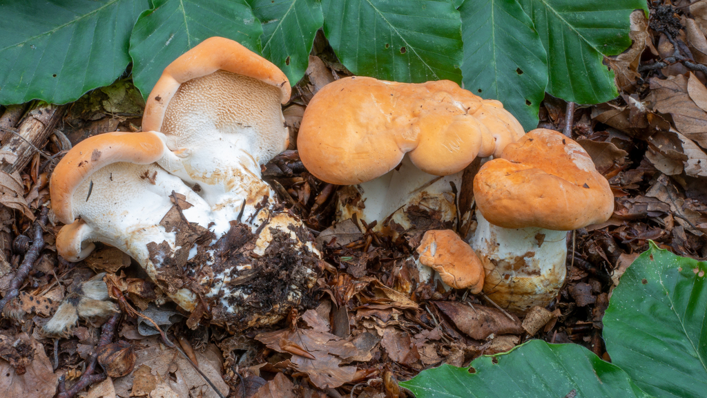 Hydnum magnorufescens