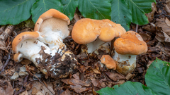 Hydnum magnorufescens