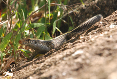 Zonosaurus laticaudatus
