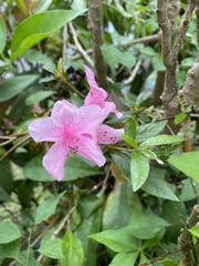 Rhododendron kanehirae