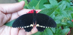 Papilio polytes