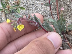 Camissoniopsis lewisii