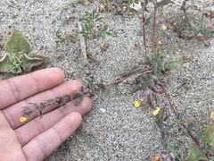 Camissoniopsis lewisii