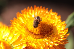 Eristalinus taeniops