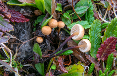 Rhizomarasmius epidryas
