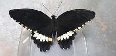 Papilio polytes