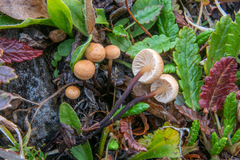 Rhizomarasmius epidryas