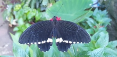Papilio polytes