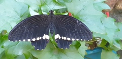 Papilio polytes