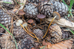 Strobilurus tenacellus