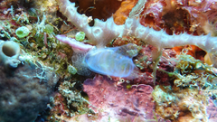 Rhopalaea