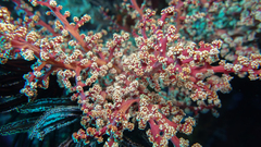 Siphonogorgia godeffroyi