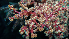 Siphonogorgia godeffroyi