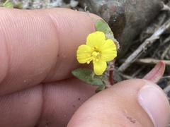 Camissoniopsis lewisii