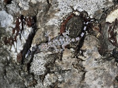 Hemidactylus inintellectus