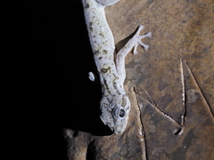 Socotra Giant Gecko photo 4