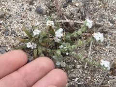 Cryptantha arenophila