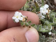 Cryptantha arenophila