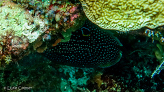 Calloplesiops altivelis