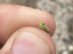 Cryptantha arenophila